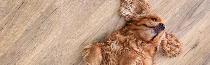 dog laying on pet friendly flooring 